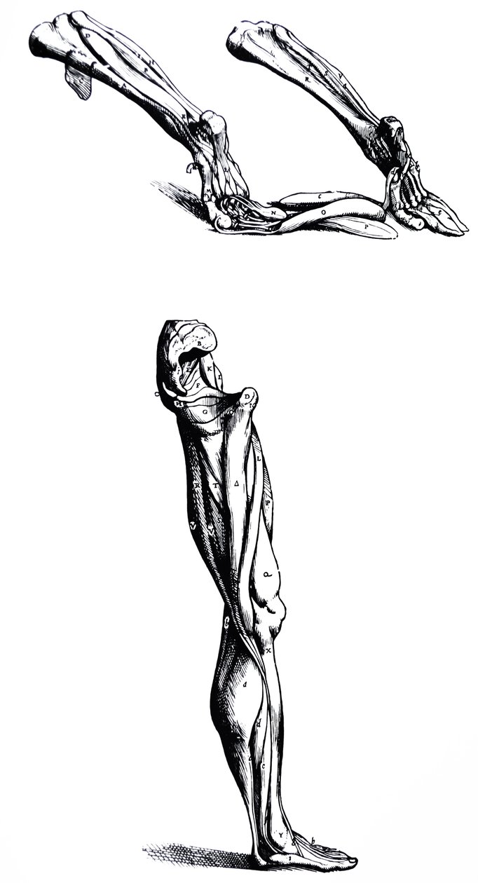 De Humani Corporis Fabrica第二本书中的版画 作者 安德鲁·维萨利厄斯