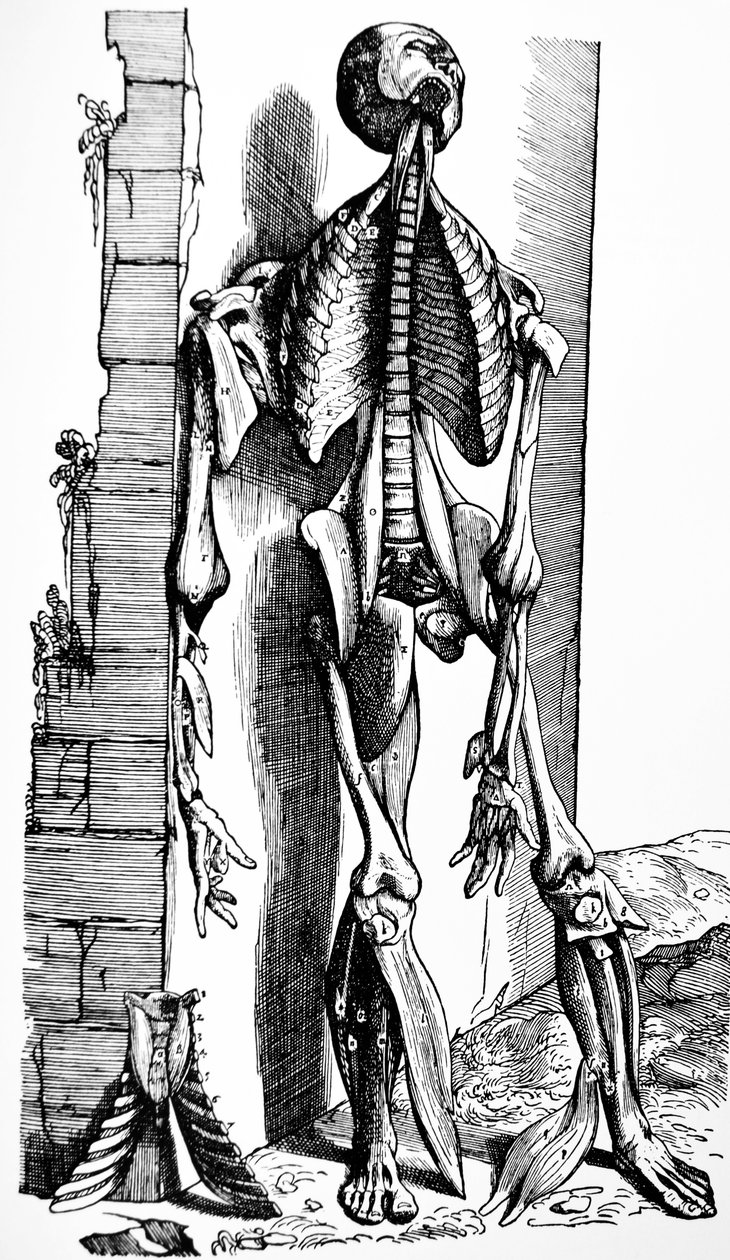 De Humani Corporis Fabrica第二本书中的版画 作者 安德鲁·维萨利厄斯