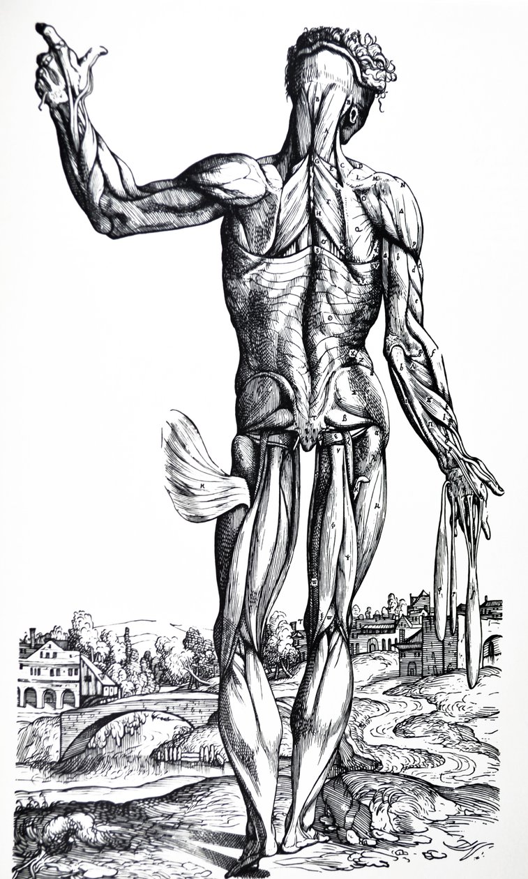 De Humani Corporis Fabrica第二本书中的版画 作者 安德鲁·维萨利厄斯