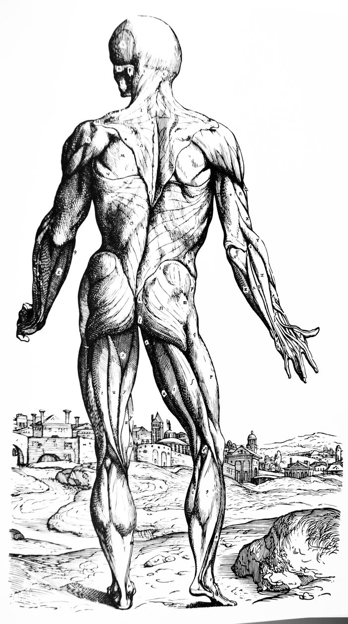 De Humani Corporis Fabrica第二本书中的版画 作者 安德鲁·维萨利厄斯