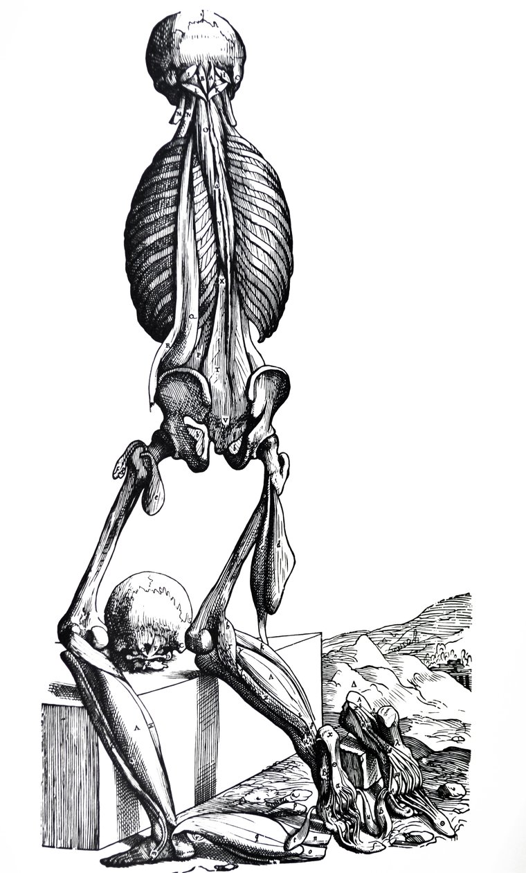 De Humani Corporis Fabrica第二本书中的版画 作者 安德鲁·维萨利厄斯