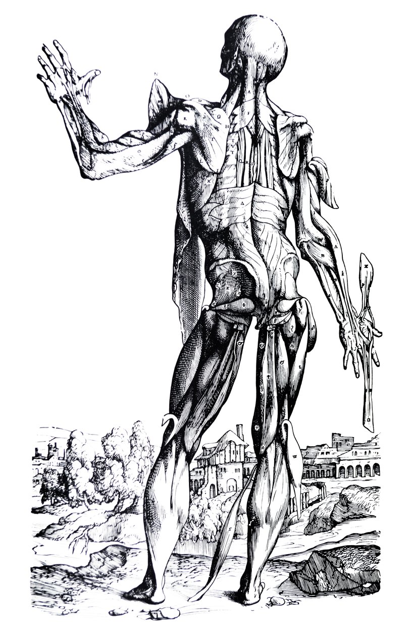 De Humani Corporis Fabrica第二本书中的版画 作者 安德鲁·维萨利厄斯