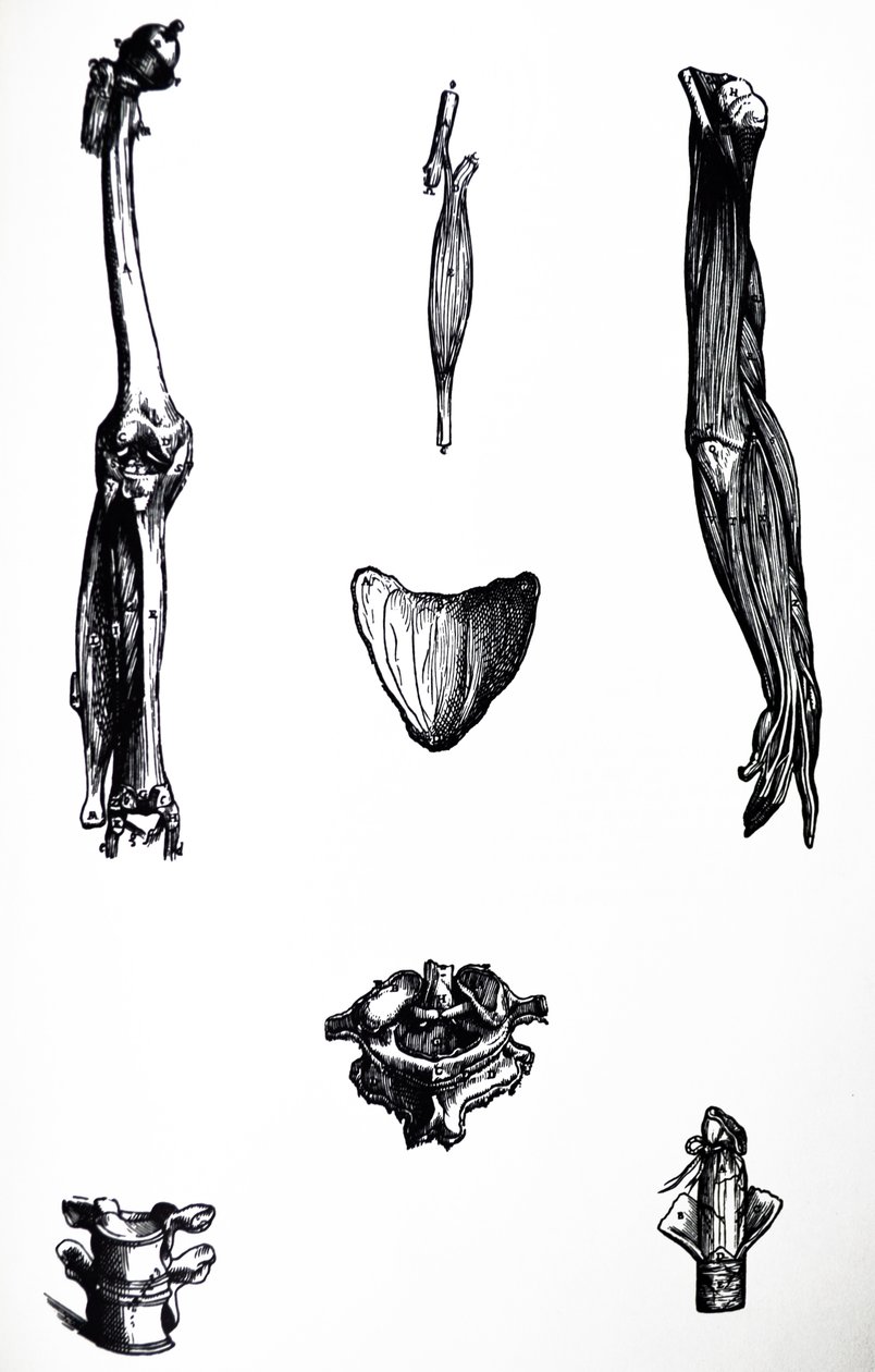 De Humani Corporis Fabrica第二本书中的版画 作者 安德鲁·维萨利厄斯