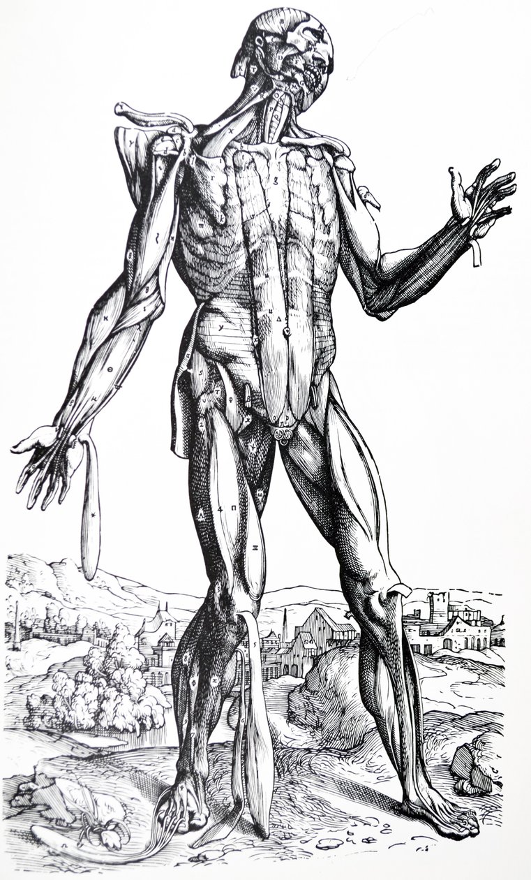 De Humani Corporis Fabrica第二本书中的版画 作者 安德鲁·维萨利厄斯