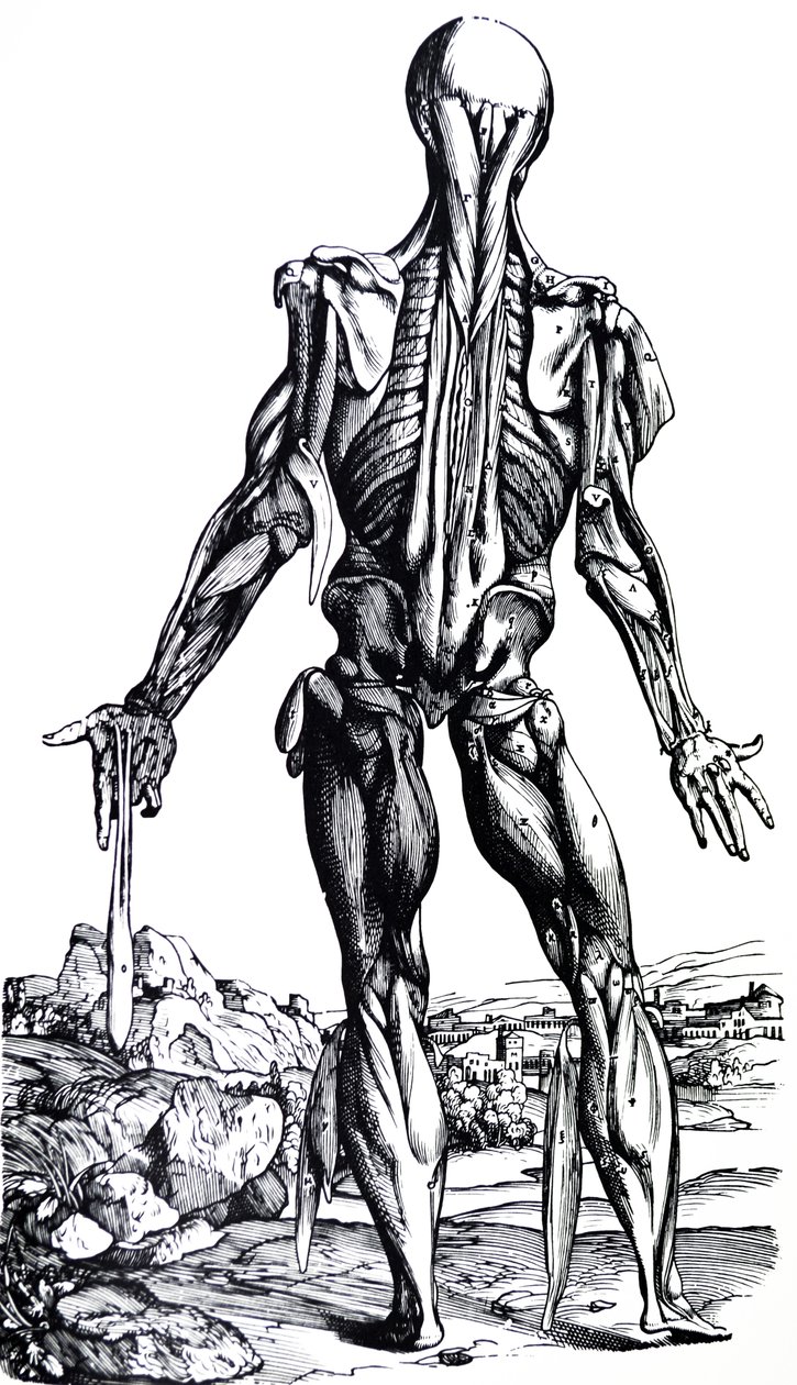 De Humani Corporis Fabrica第二本书中的版画 作者 安德鲁·维萨利厄斯