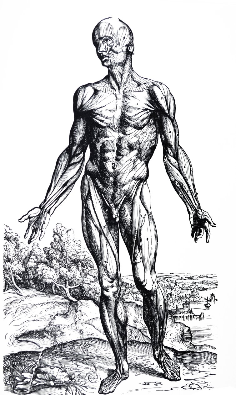 De Humani Corporis Fabrica第二本书中的版画 作者 安德鲁·维萨利厄斯