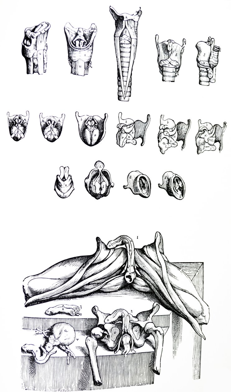 De Humani Corporis Fabrica第二本书中的版画 作者 安德鲁·维萨利厄斯