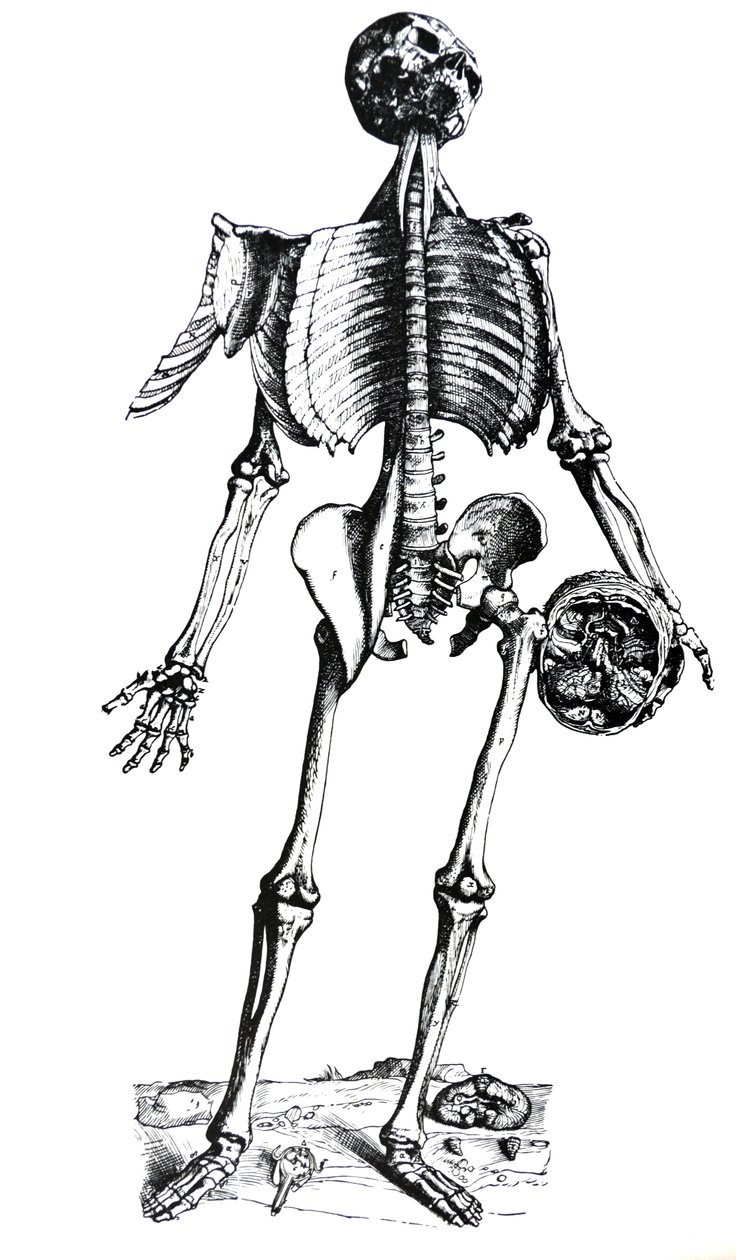 De Humani Corporis Fabrica第七册中的版画 作者 安德鲁·维萨利厄斯