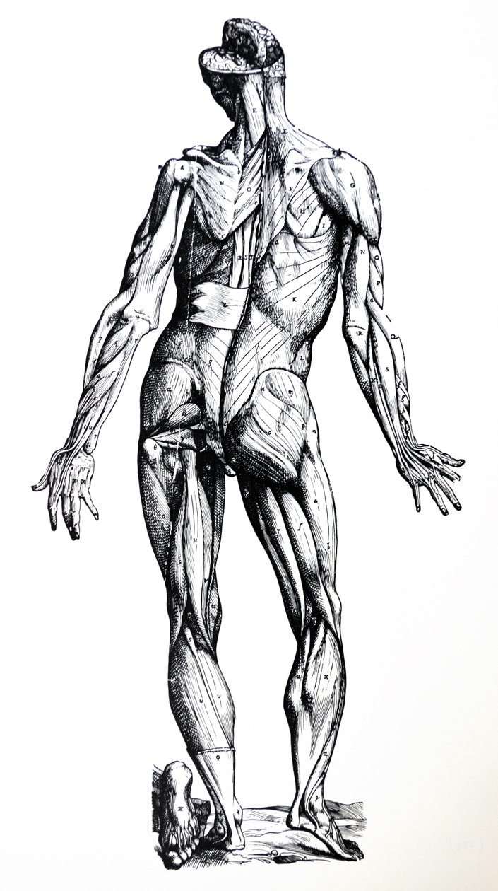De Humani Corporis Fabrica第七册中的版画 作者 安德鲁·维萨利厄斯