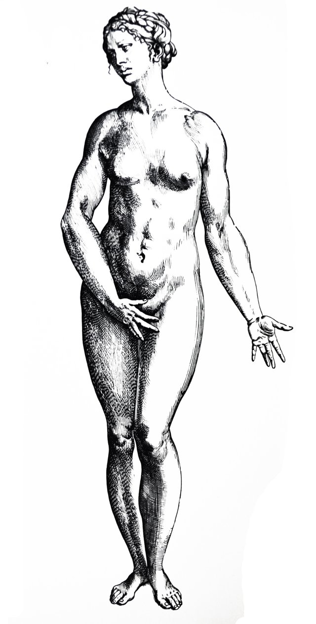 De Humani Corporis Fabrica第七册中的版画 作者 安德鲁·维萨利厄斯