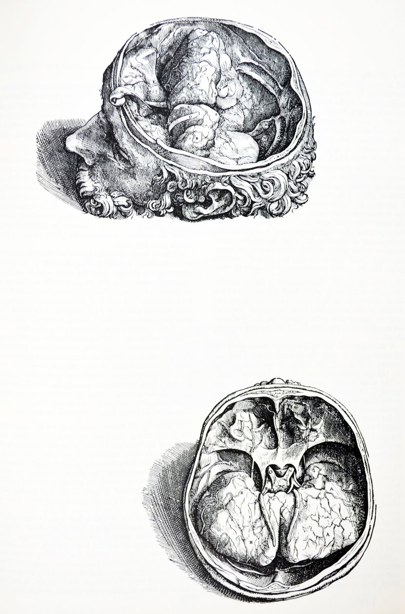 De Humani Corporis Fabrica第七册中的版画 作者 安德鲁·维萨利厄斯