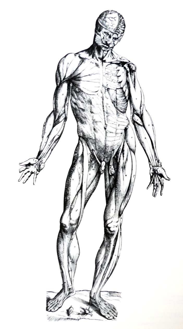 De Humani Corporis Fabrica第七册中的版画 作者 安德鲁·维萨利厄斯