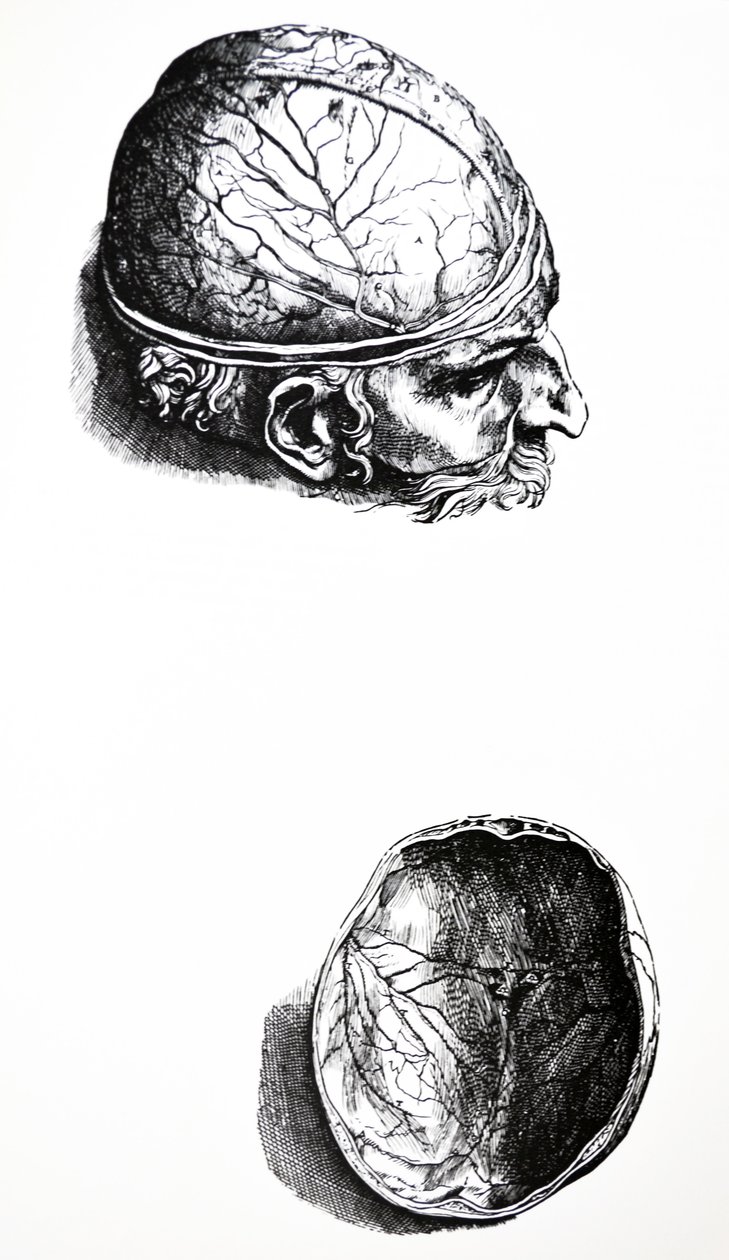 De Humani Corporis Fabrica第七册中的版画 作者 安德鲁·维萨利厄斯