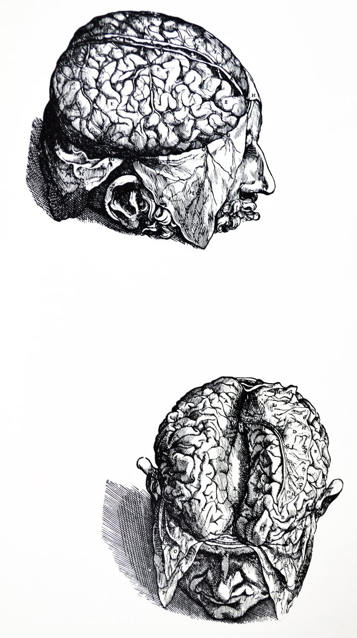 De Humani Corporis Fabrica第七册中的版画 作者 安德鲁·维萨利厄斯