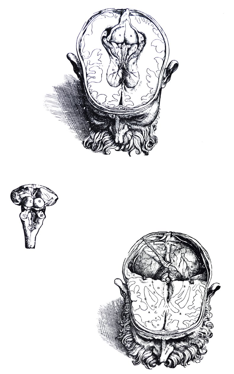 De Humani Corporis Fabrica第七册中的版画 作者 安德鲁·维萨利厄斯