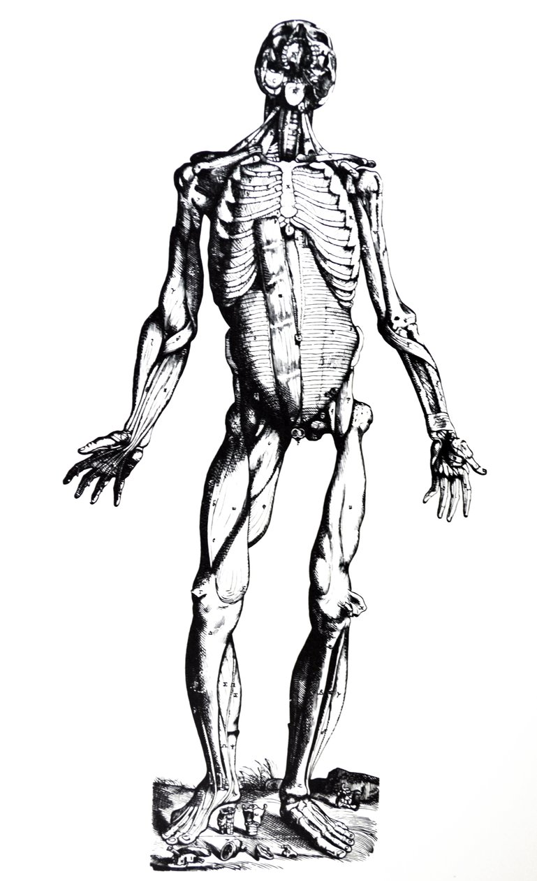 De Humani Corporis Fabrica第七册中的版画 作者 安德鲁·维萨利厄斯
