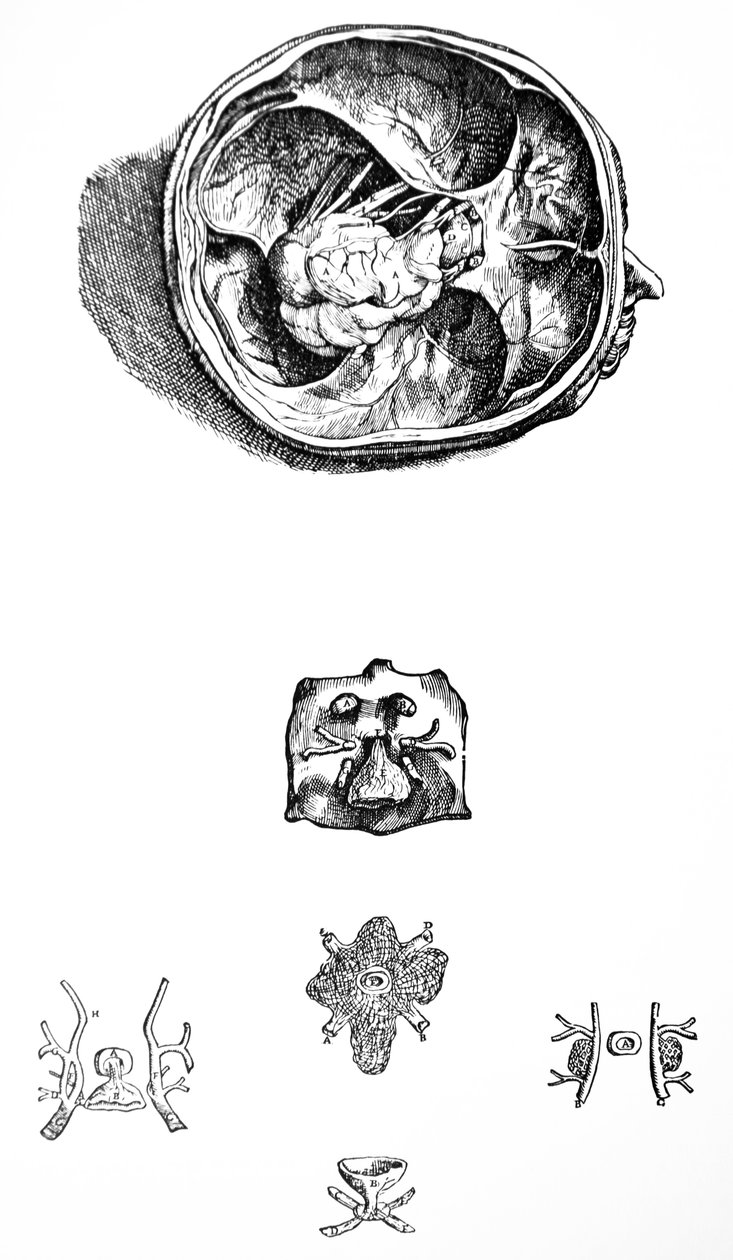 De Humani Corporis Fabrica第七册中的版画 作者 安德鲁·维萨利厄斯