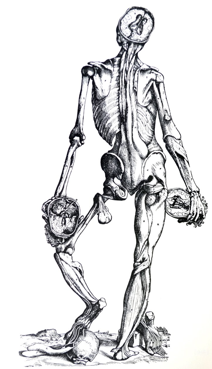 De Humani Corporis Fabrica第七册中的版画 作者 安德鲁·维萨利厄斯