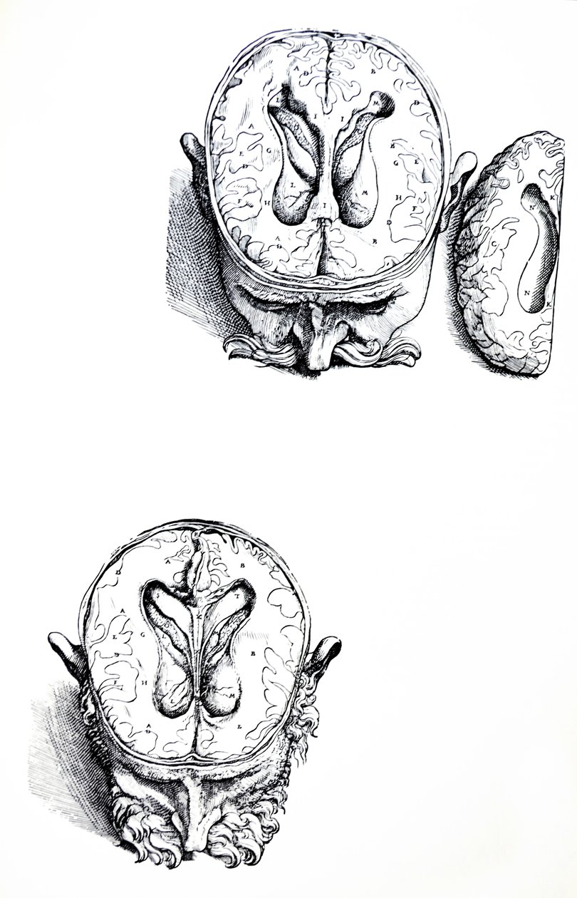 De Humani Corporis Fabrica第七册中的版画 作者 安德鲁·维萨利厄斯