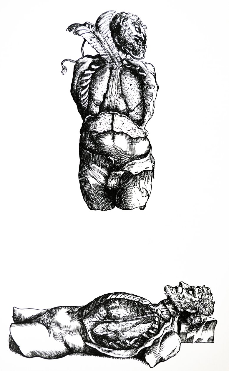 De Humani Corporis Fabrica第六卷中的版画 作者 安德鲁·维萨利厄斯