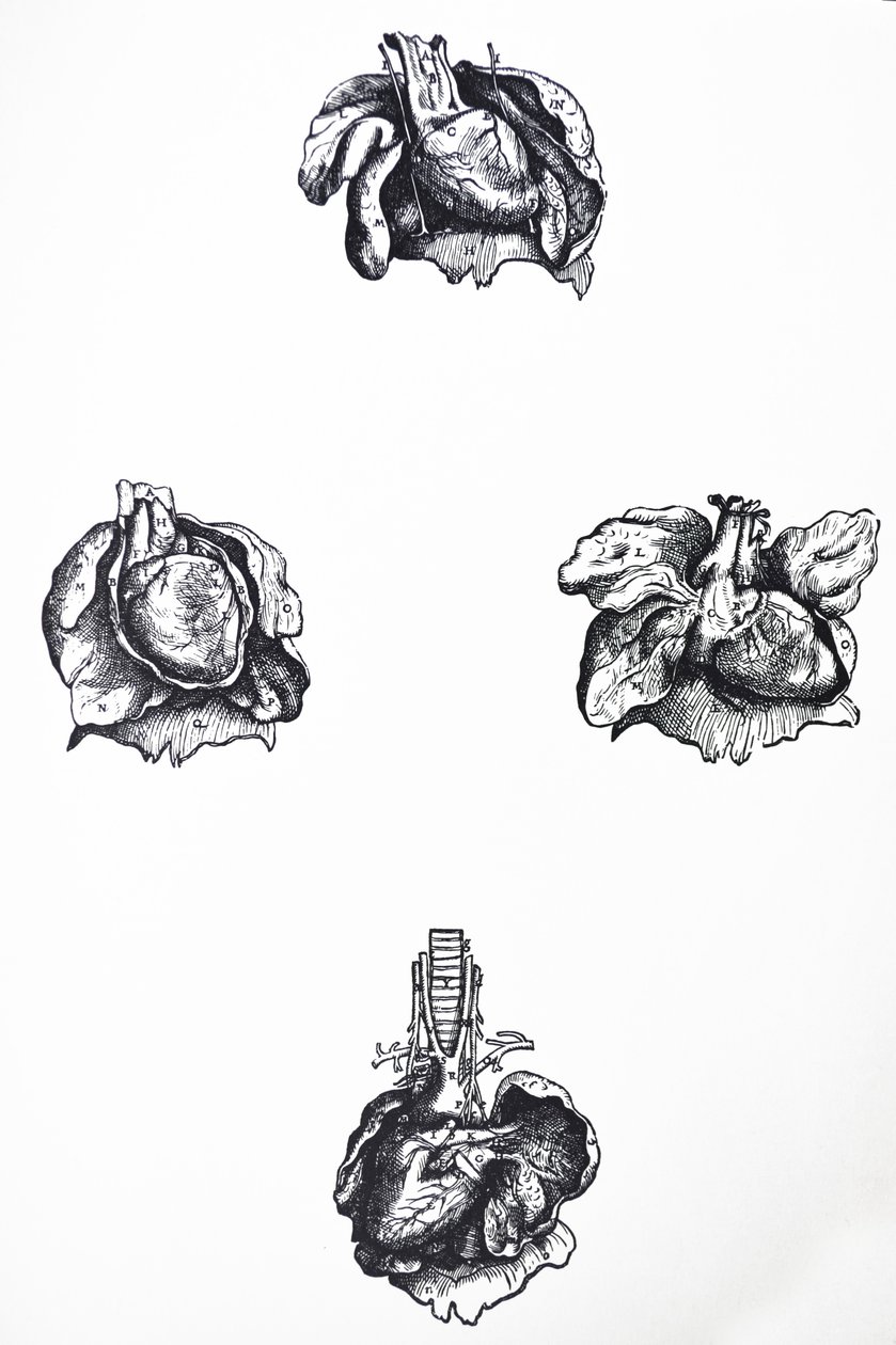 De Humani Corporis Fabrica第六卷中的版画 作者 安德鲁·维萨利厄斯