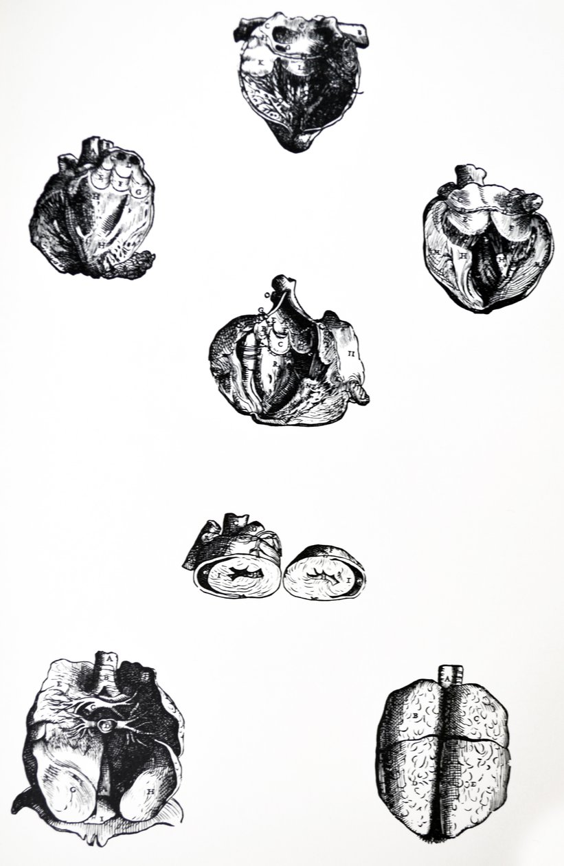 De Humani Corporis Fabrica第六卷中的版画 作者 安德鲁·维萨利厄斯