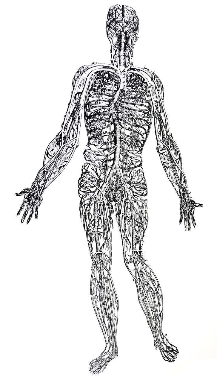 De Humani Corporis Fabrica第三卷中的版画 作者 安德鲁·维萨利厄斯