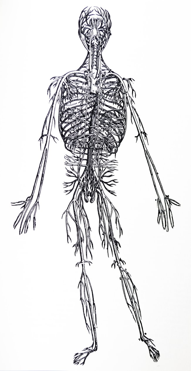 De Humani Corporis Fabrica第三卷中的版画 作者 安德鲁·维萨利厄斯