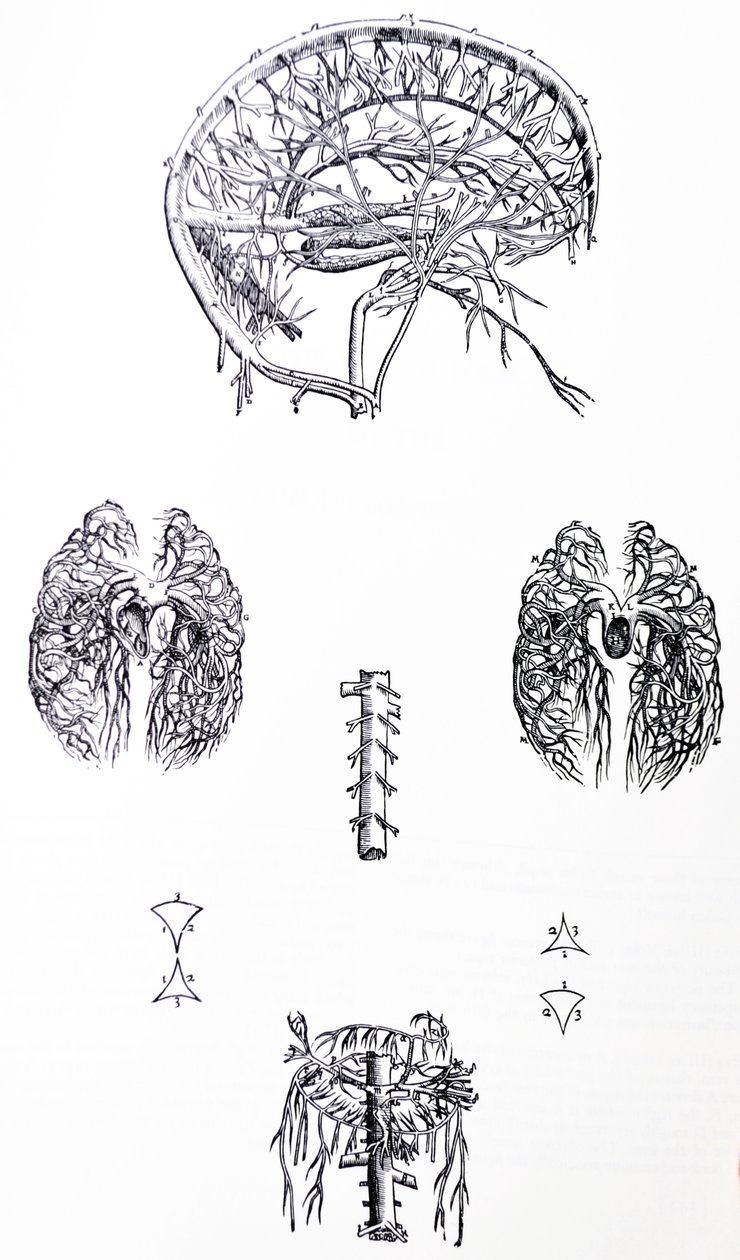 De Humani Corporis Fabrica第三卷中的版画 作者 安德鲁·维萨利厄斯