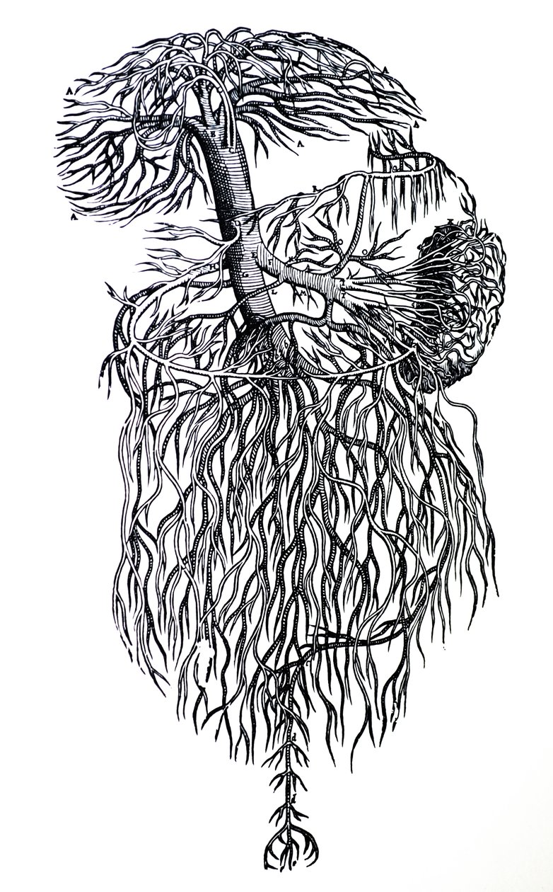 De Humani Corporis Fabrica第三卷中的版画 作者 安德鲁·维萨利厄斯