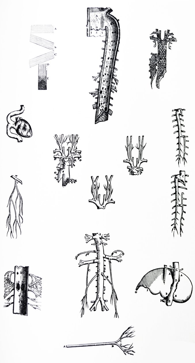 De Humani Corporis Fabrica第三卷中的版画 作者 安德鲁·维萨利厄斯