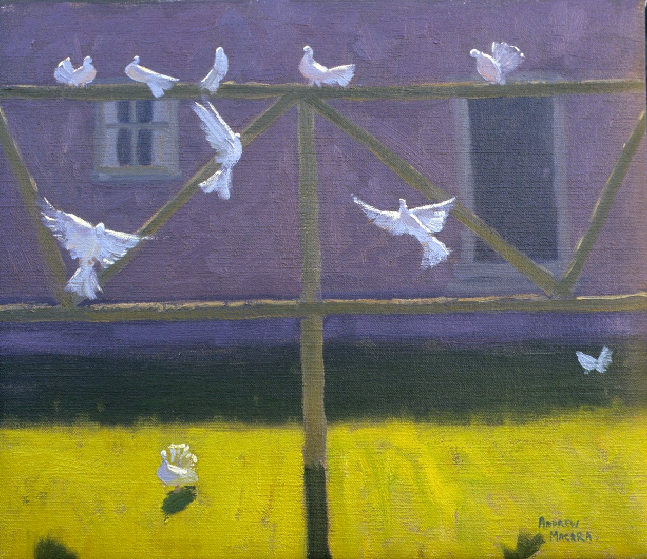 鸽子，1999 作者 安德鲁·马卡拉（Andrew Macara）