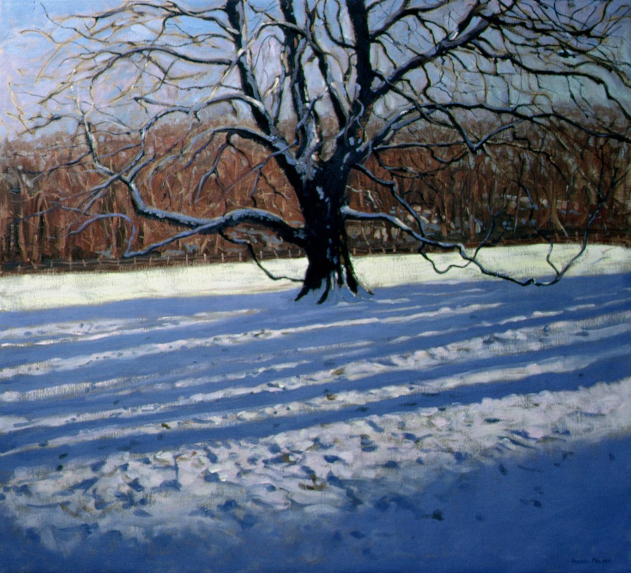 大树，雪，Calke修道院 作者 安德鲁·马卡拉（Andrew Macara）