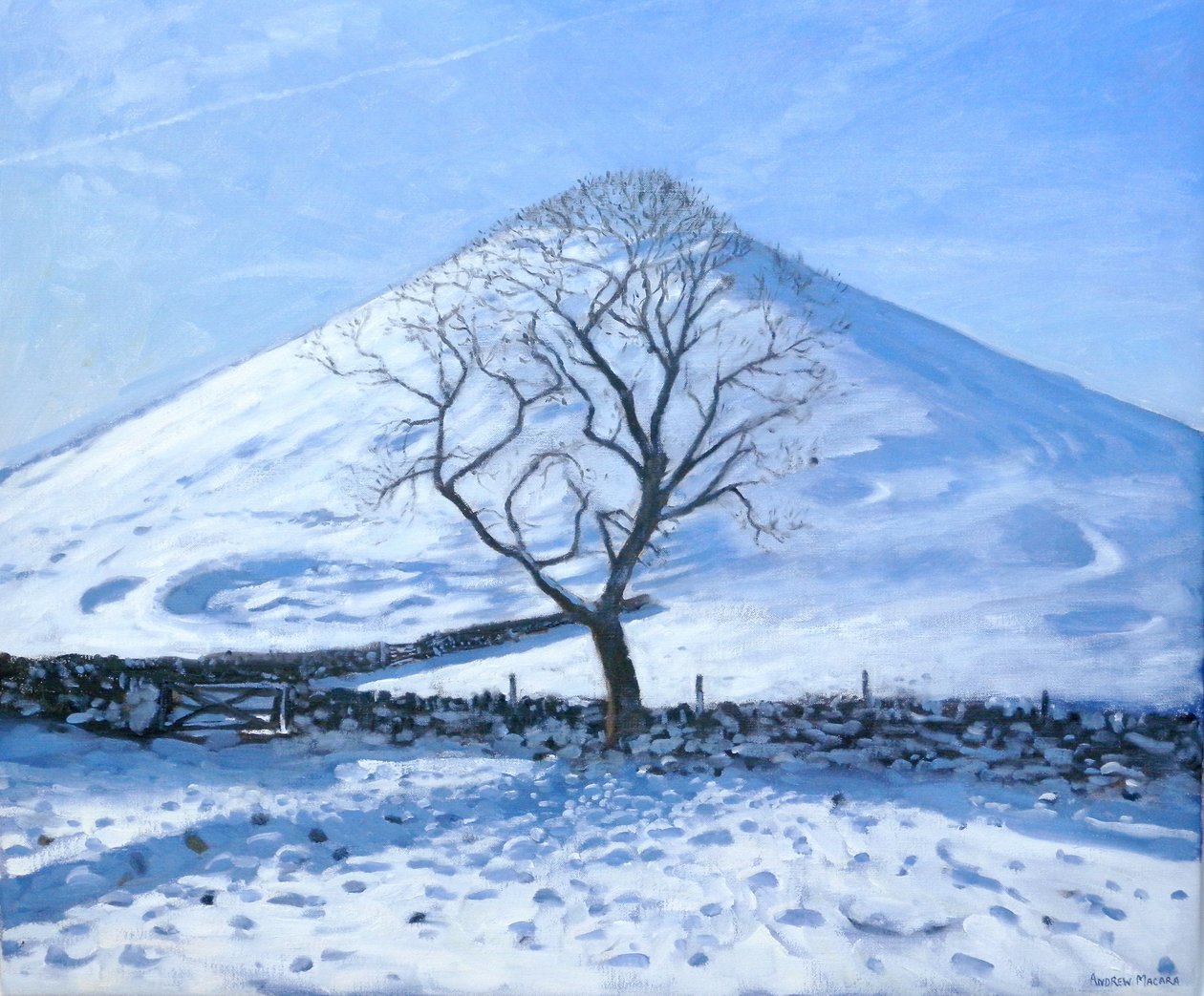 山和树，德比郡，2008年 作者 安德鲁·马卡拉（Andrew Macara）