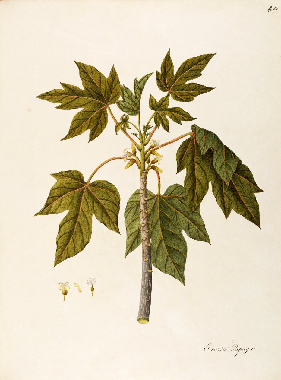 木瓜（Carica papaya），荠科，暖棚树，叶片宿存，因其果实而被栽培，原产于热带美洲，水彩画 作者 安吉拉·罗西·博蒂昂
