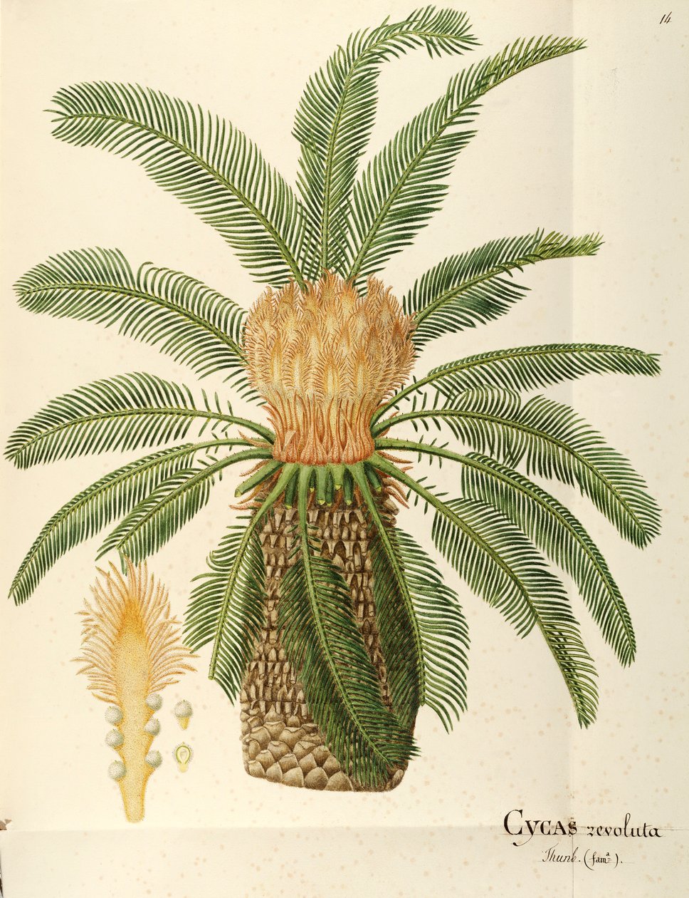 西米棕榈（Cycas revoluta Thunb），苏铁科，作者：Angela Rossi Bottione，水彩 作者 安吉拉·罗西·博蒂昂