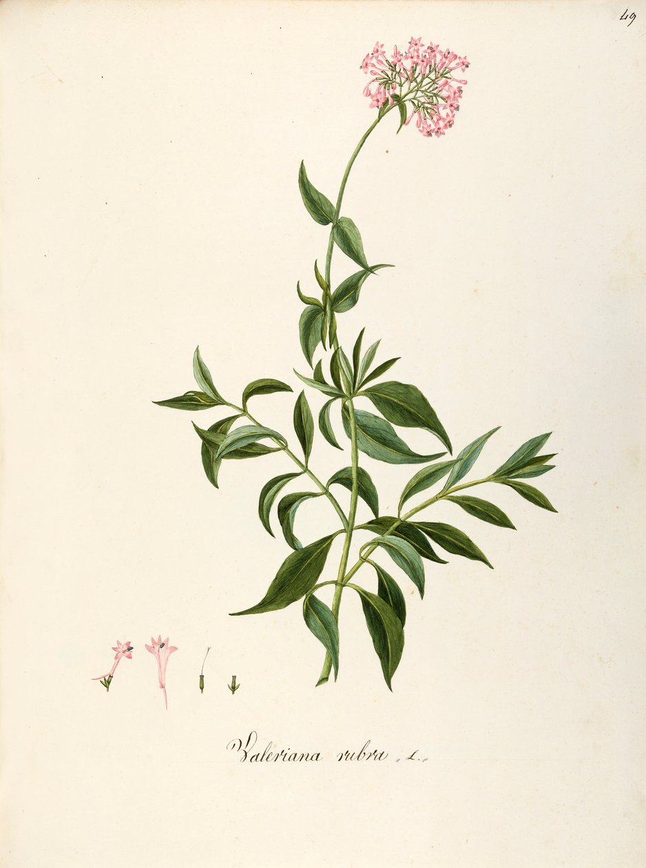 缬草科，红缬草（Centranthus ruber），花坛或岩石花园多年生草本植物，意大利自发种植，由 Angela Rossi Bottione 和合作者创作，水彩画 作者 安吉拉·罗西·博蒂昂