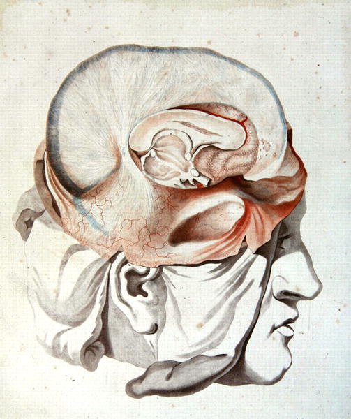 头骨，摘自菲利克斯-维克-阿泽尔（1748-94）的《脑部解剖学教程》 1786年（彩色雕刻版）。 作者 Angelique (fl. 1796 d.1827) Allais