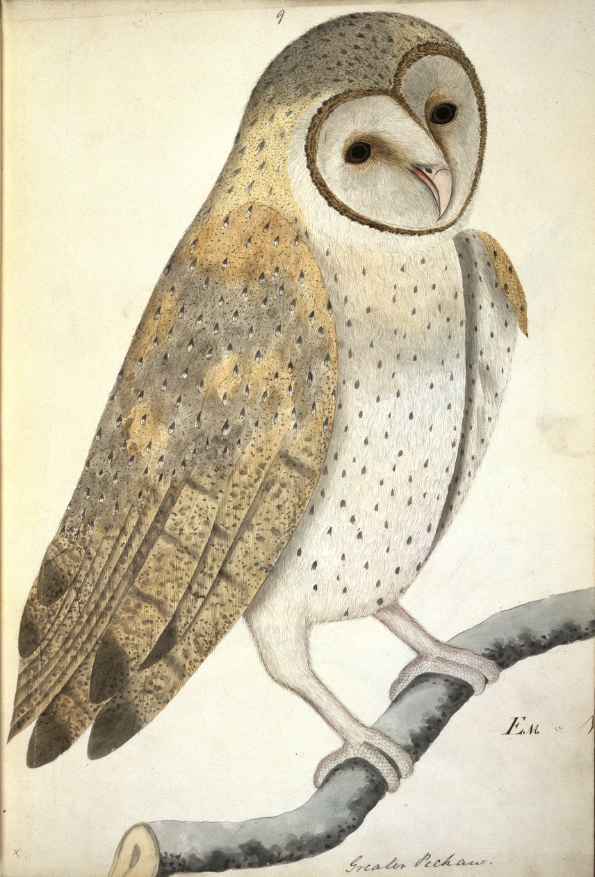 谷仓猫头鹰，"Greater Pechaw"，约 1798 年至 1805 年（纸面水彩画） 作者 盎格鲁印度学校