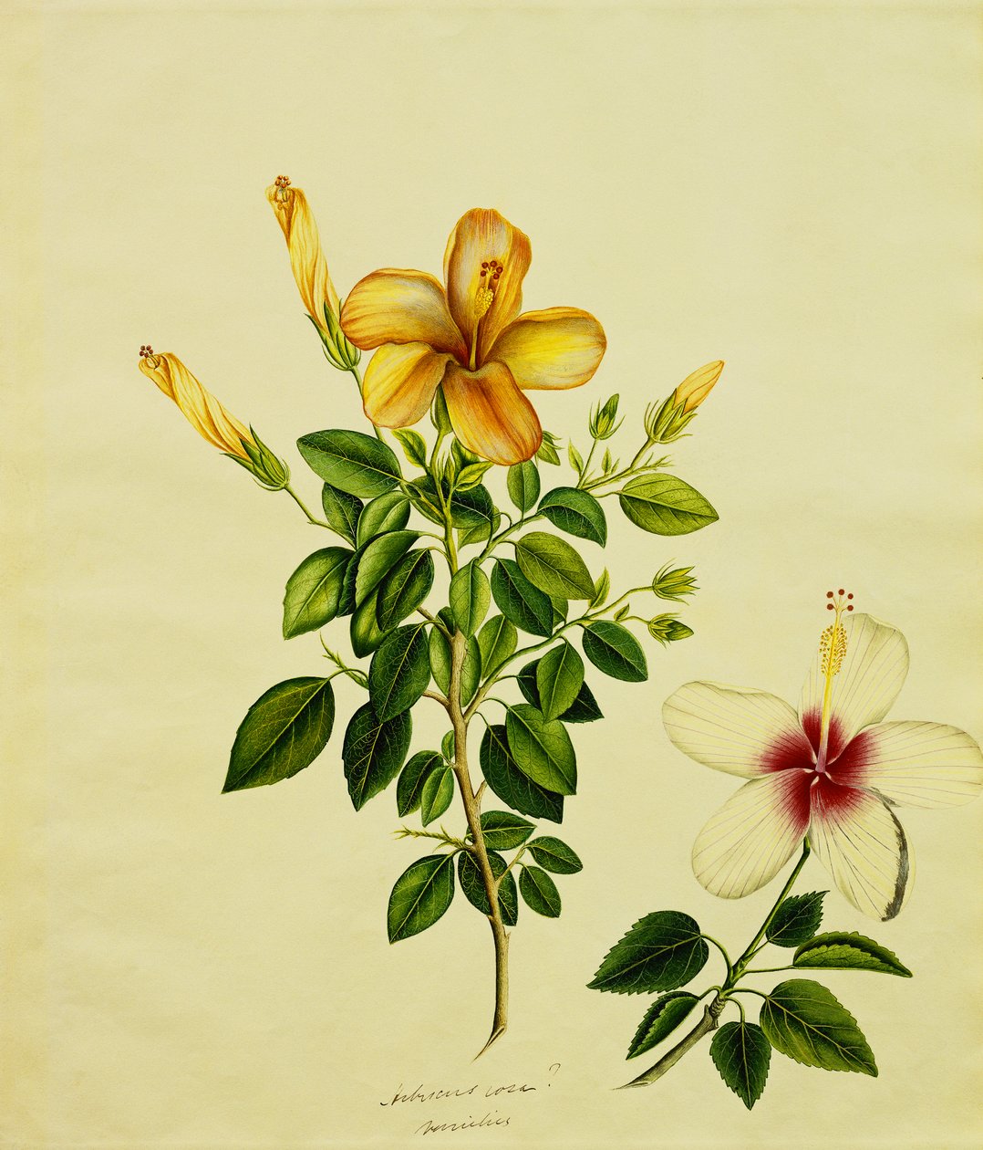 研究希比斯奇，芦荟及其他，约1840年 作者 盎格鲁印度学校