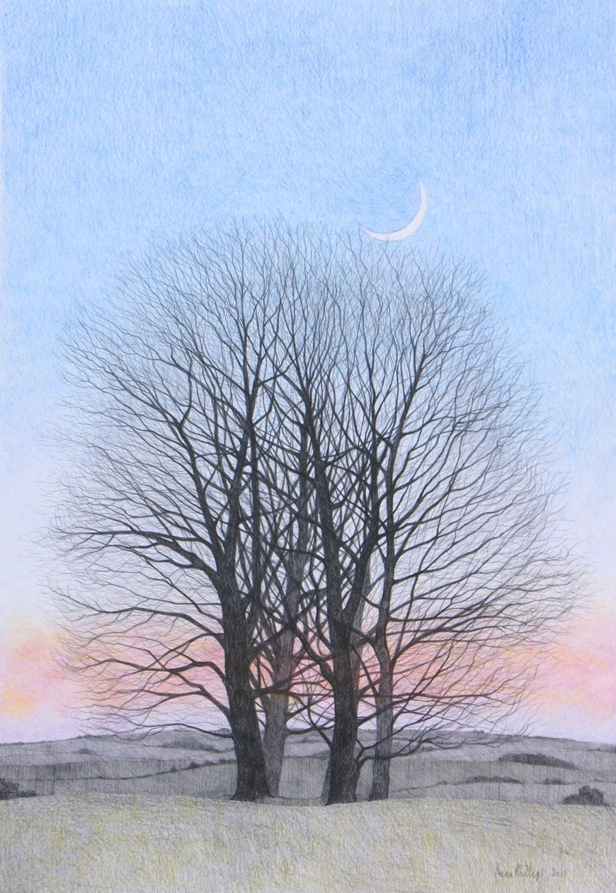 新月，2011（彩色铅笔在纸上） 作者 安脑