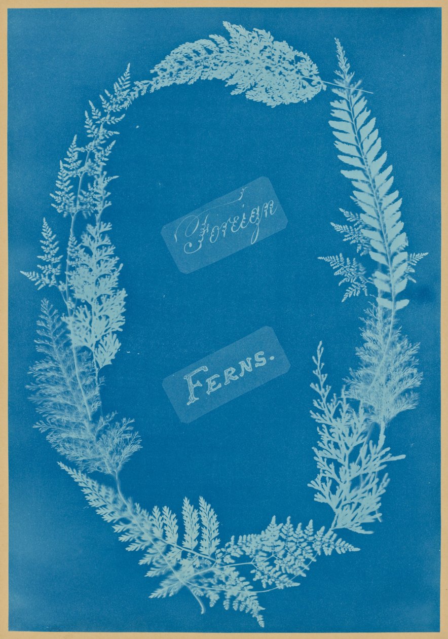 外国蕨类植物 作者 安娜·阿特金斯（Anna Atkins）