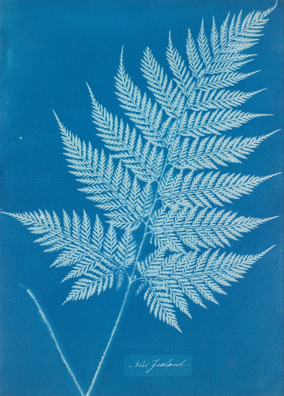 新西兰 作者 安娜·阿特金斯（Anna Atkins）