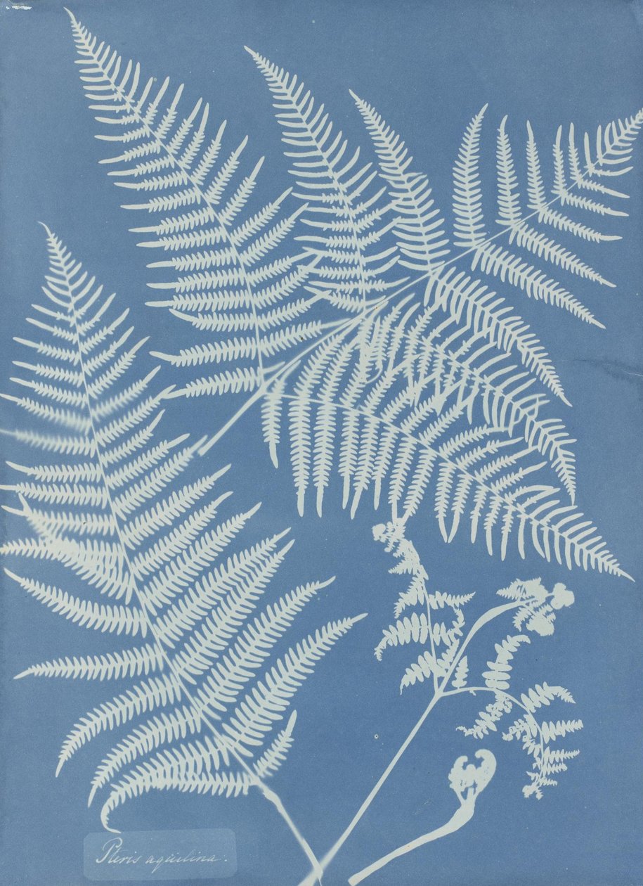 Pteris aquilina 作者 安娜·阿特金斯（Anna Atkins）