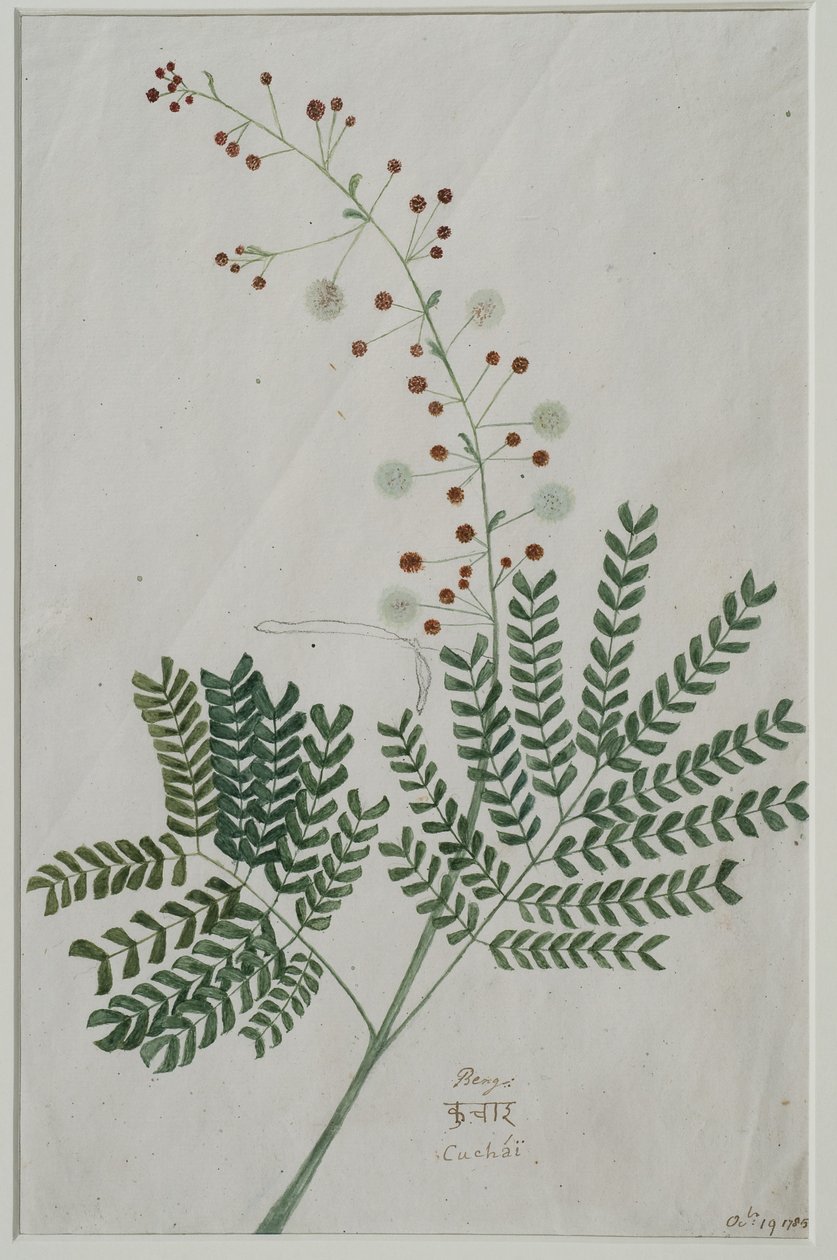 金合欢（Acacia leucophloea），1785年（纸上写字） 作者 安娜·玛丽亚·琼斯（Anna Maria Jones）