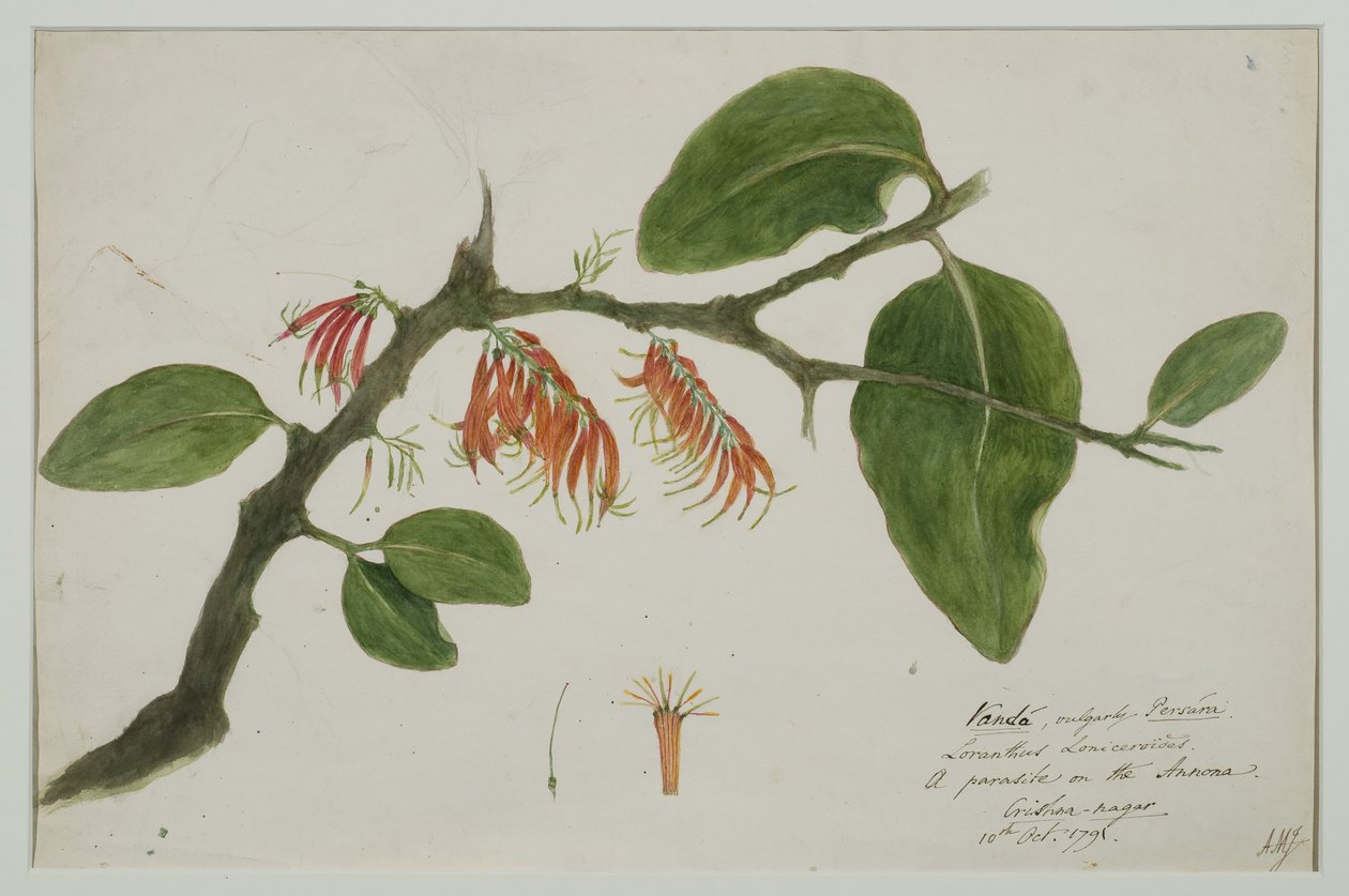 Dendrophthoe falcata（橙色槲寄生），1785年（纸上wc） 作者 安娜·玛丽亚·琼斯（Anna Maria Jones）