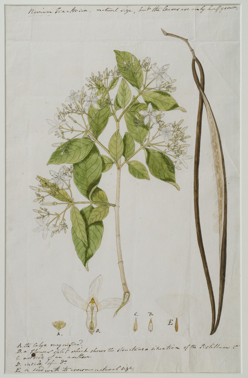Wrightia tinctoria（Roxb。）R，1785（纸上wc） 作者 安娜·玛丽亚·琼斯（Anna Maria Jones）