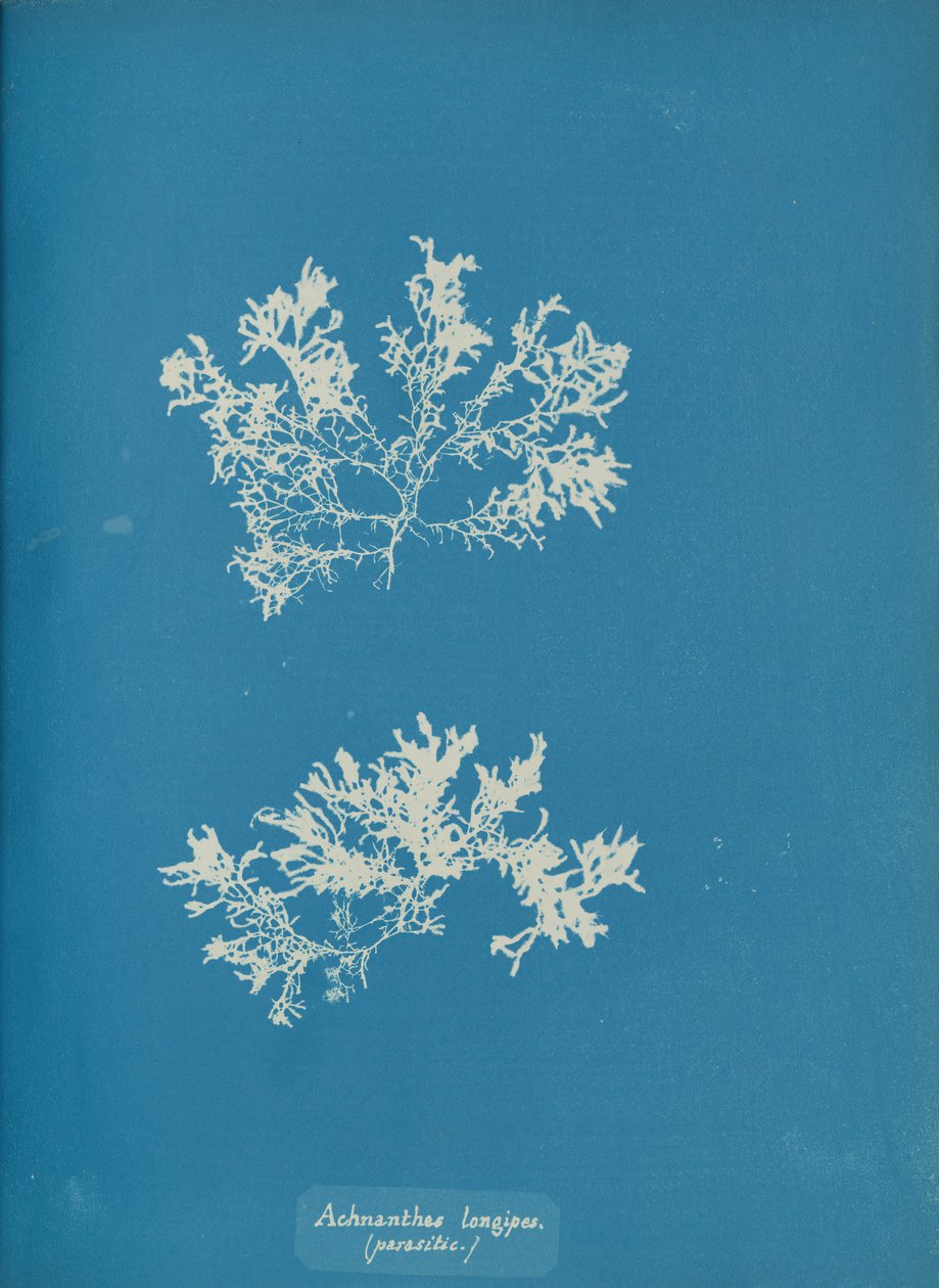 Achnanthes longipes. 作者 安娜·阿特金斯（Anna Atkins）