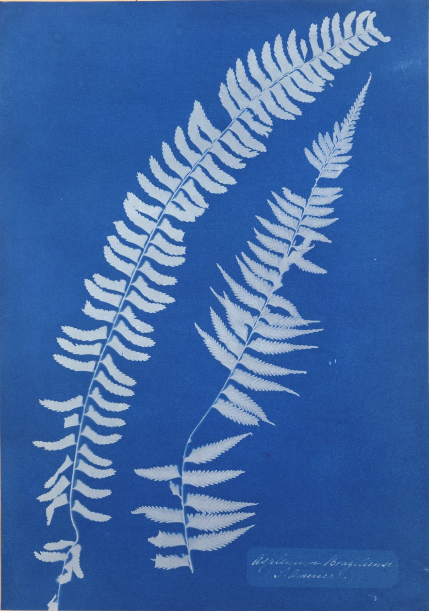南美秋海棠巴西 作者 安娜·阿特金斯（Anna Atkins）
