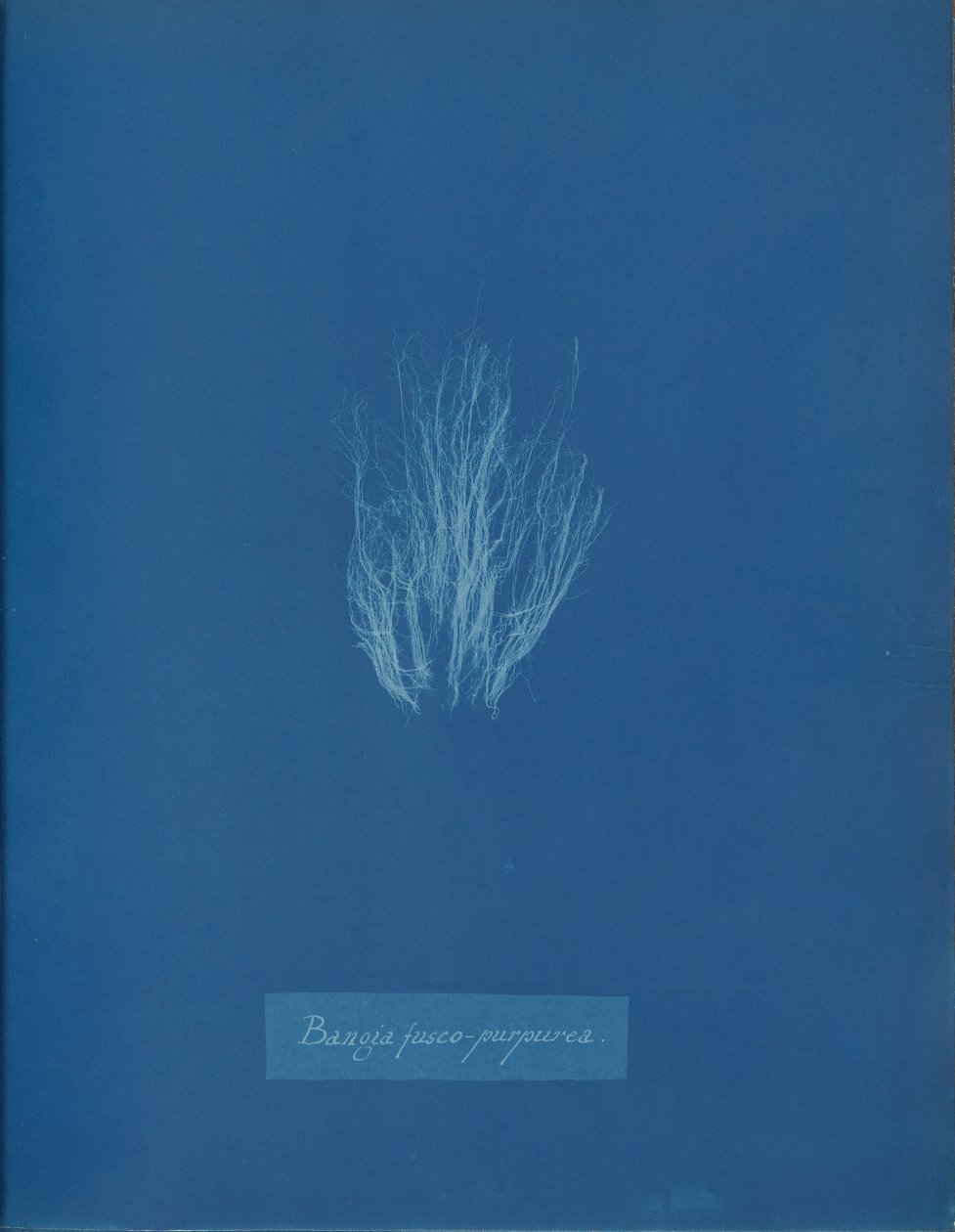 Bangia fusco-purpurea, ca. 1853. 作者 安娜·阿特金斯（Anna Atkins）